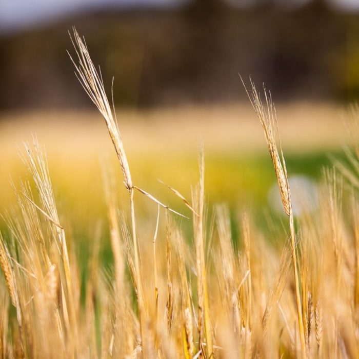 Media Release: Dryland Crops Damaged by Government Water Releases. Moylan Calls for Answers