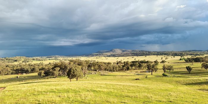 Media Release: Moylan Raises Concerns about Proposed Changes to Native Vegetation Laws